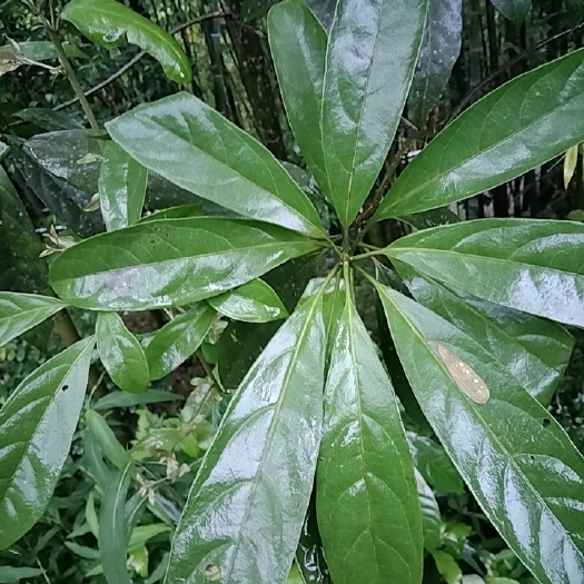 合江县马比木有货