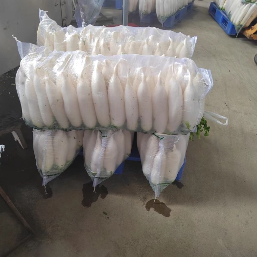 沙洋县春萝卜大量现货