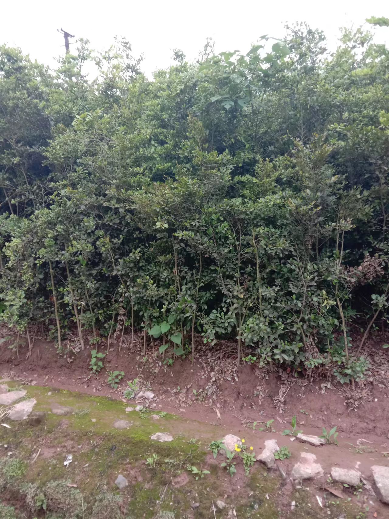 蚊母