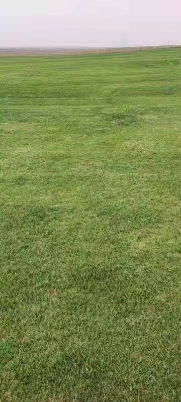 南昌马尼拉草皮