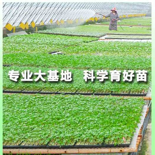 惠州带盆发货，辣椒苗，牛角椒，长线椒，小米朝天灯笼椒 优质品