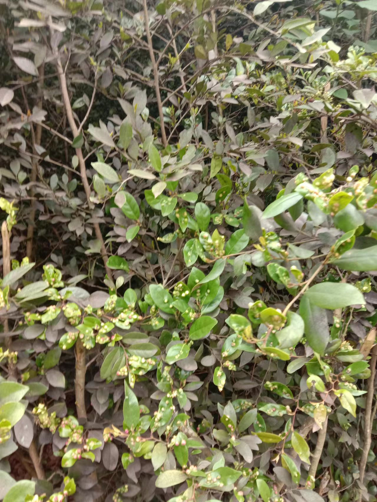 蚊母