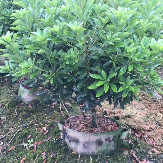 靖州县3公分杨梅袋苗，杯苗，地苗，品种有乌梅黑炭东魁台梅，基地直销