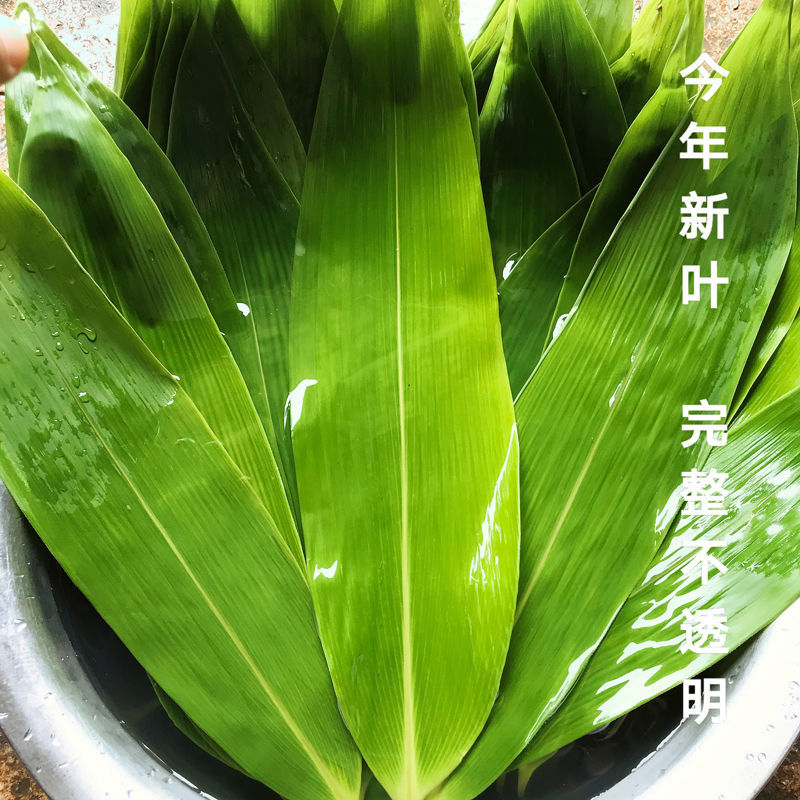 粽叶新鲜特大粽叶现摘端午节粽子叶非芦苇叶干叶天然棕叶箬叶