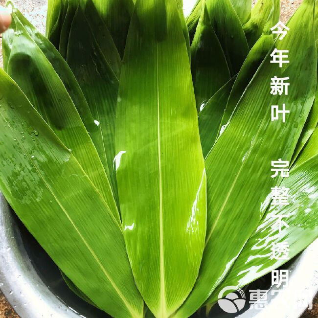 粽叶新鲜特大粽叶现摘端午节粽子叶非芦苇叶干叶天然棕叶箬叶