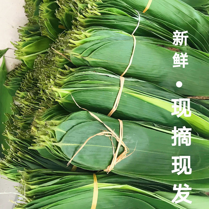 粽叶新鲜特大粽叶现摘端午节粽子叶非芦苇叶干叶天然棕叶箬叶