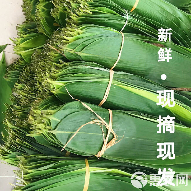 粽叶新鲜特大粽叶现摘端午节粽子叶非芦苇叶干叶天然棕叶箬叶