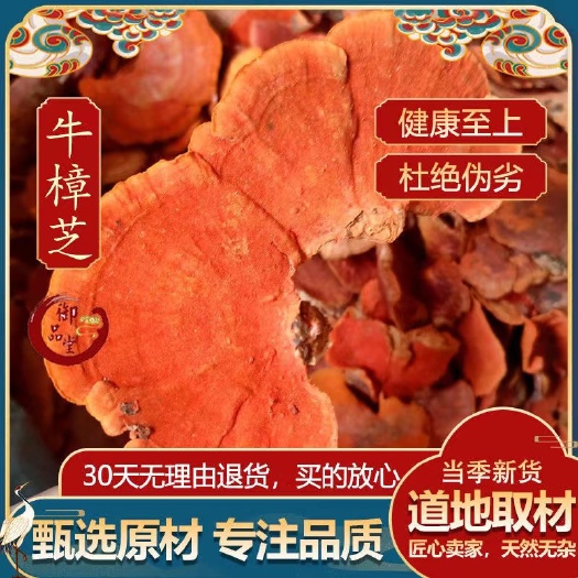 亳州纯生牛樟芝中药材红樟芝血红栓菌红云芝牛樟菇 一手货源正品保证
