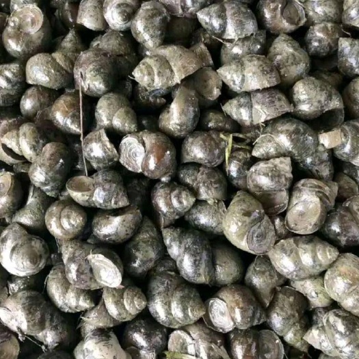 黄梅县石螺，炮头，各种规格长年有货