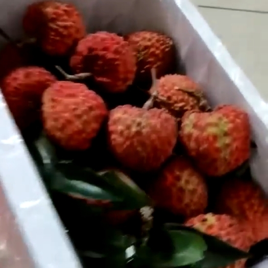海口荔枝王