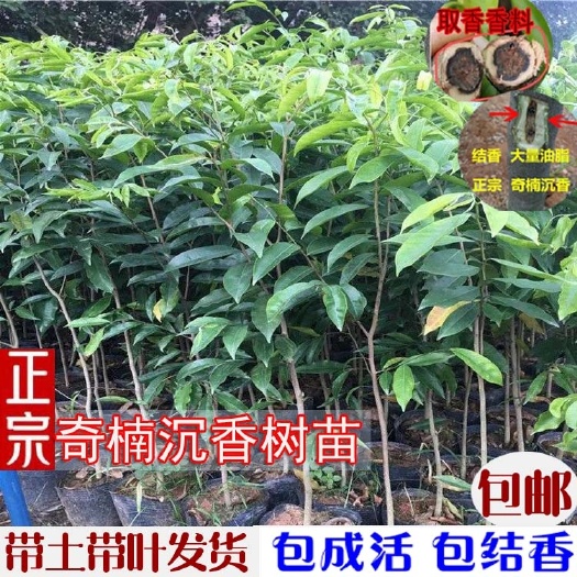 茂名正宗一代母树奇楠沉香嫁接苗带土带叶发货