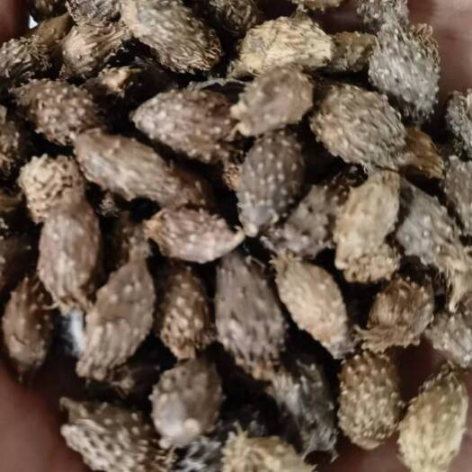 齐齐哈尔苍耳