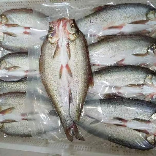 丹江口市翘嘴鱼