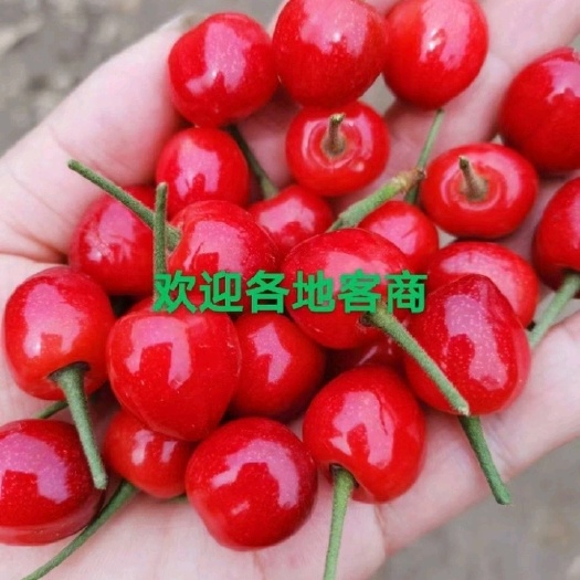 卢氏县红灯樱桃，现摘现发