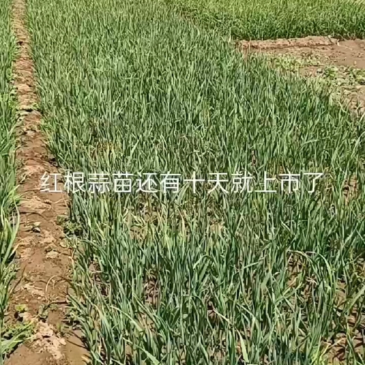海东红根蒜苗