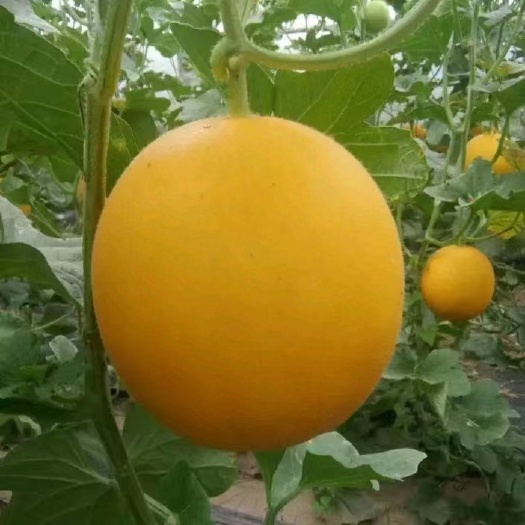 滑县久红瑞