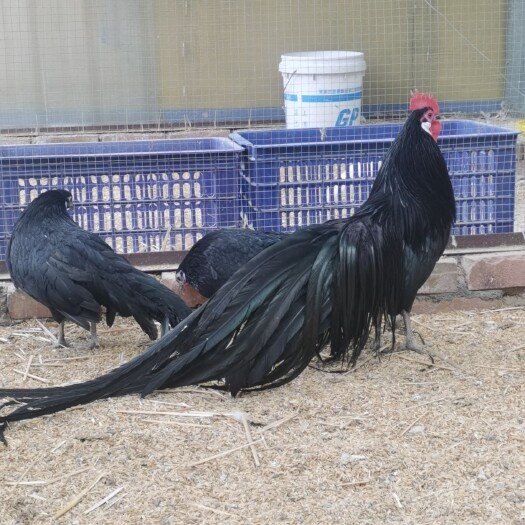 黑色长尾观赏鸡 纯种小体黑长尾 黑长尾种蛋 黑长尾鸡苗