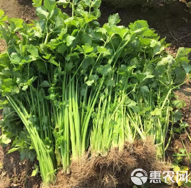 小香芹种子 四季小香芹种子