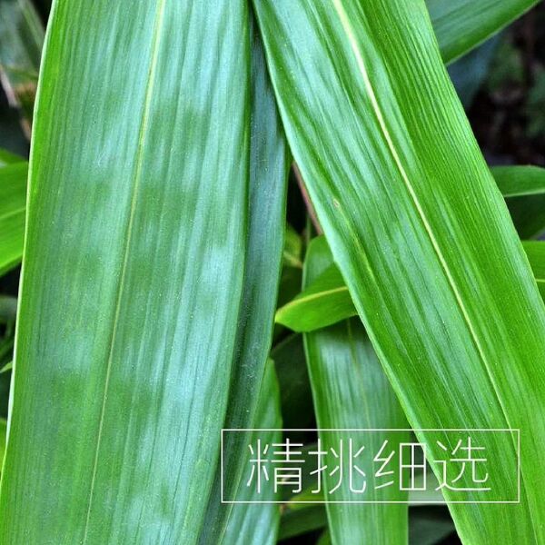 粽叶新鲜特大粽叶现摘端午节粽子叶非芦苇叶干叶天然棕叶箬叶