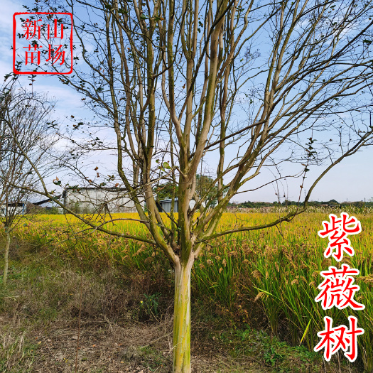 嵊州市紫薇树苗【浙江】退林还耕美国紫薇百日红丛生紫薇新老速生紫薇树