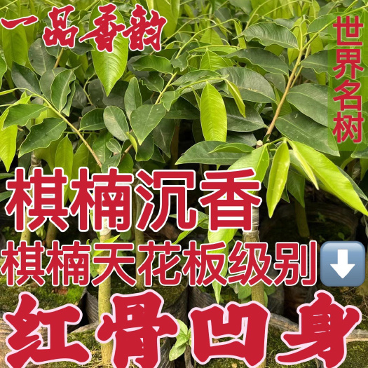 茂名大量嫁接棋楠苗，需要可以到场地挑。