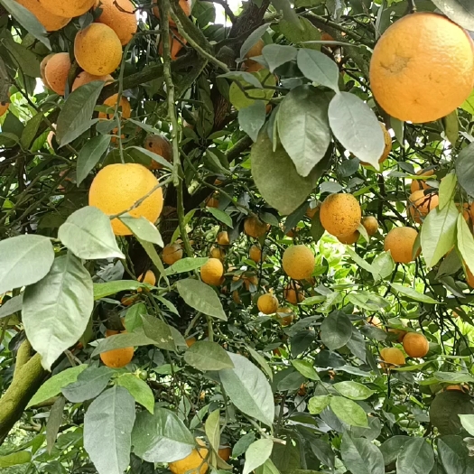 尤溪县夏橙