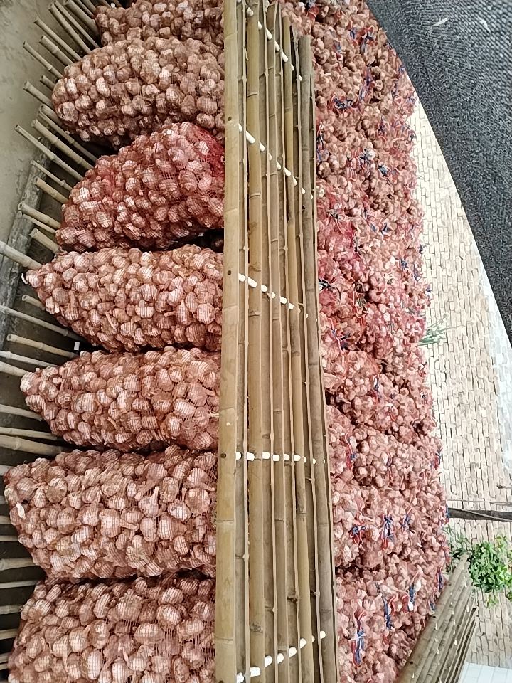 红皮大蒜，农场种植