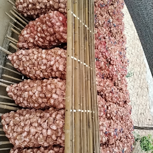睢县红皮大蒜，农场种植