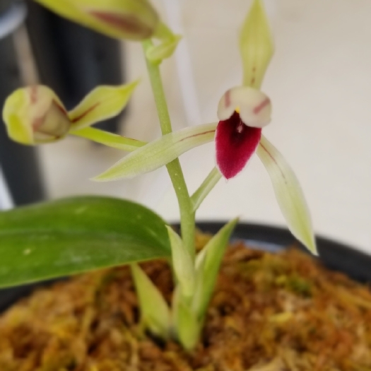 保山兔耳兰红素塘子草