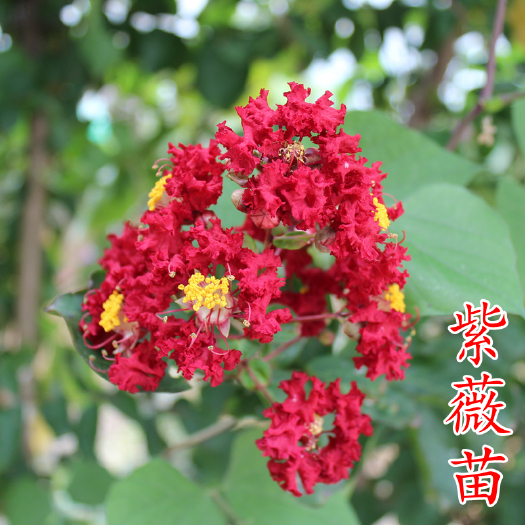 嵊州市紫薇苗 美国红火箭红火球红花紫紫叶黑钻丹红速生艳红紫薇小树苗