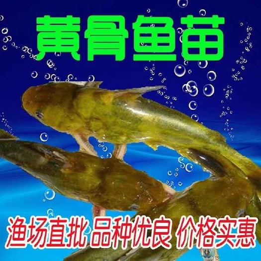 博罗县黄骨鱼苗，黄颡鱼苗，黄辣丁鱼苗，黄丫头鱼苗，水黄蜂鱼苗
