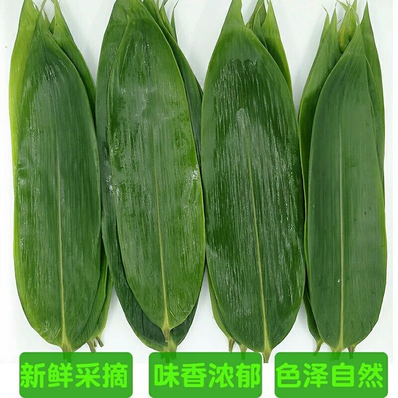 粽叶新鲜特大粽叶现摘端午节粽子叶非芦苇叶干叶天然棕叶箬叶