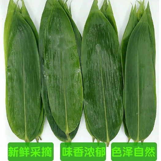 上犹县粽叶新鲜特大粽叶现摘端午节粽子叶非芦苇叶干叶天然棕叶箬叶