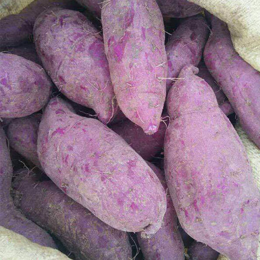 贺州【新鲜紫薯】现挖现发新鲜沙地紫薯紫红薯批发价2/5/9斤