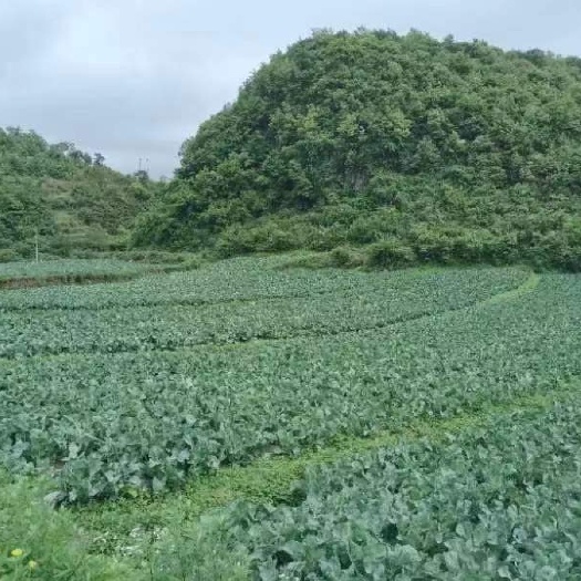 赫章县贵州高山花菜