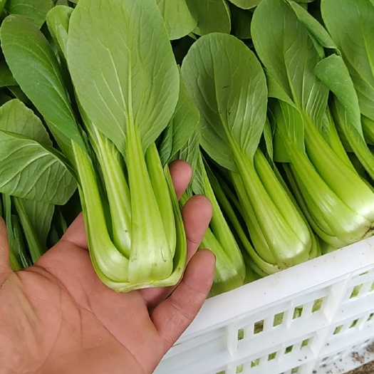 新泰市油菜，奶白菜