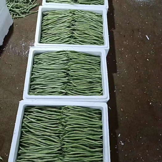 保山四季豆，豆王，一手贷源，金国发货。