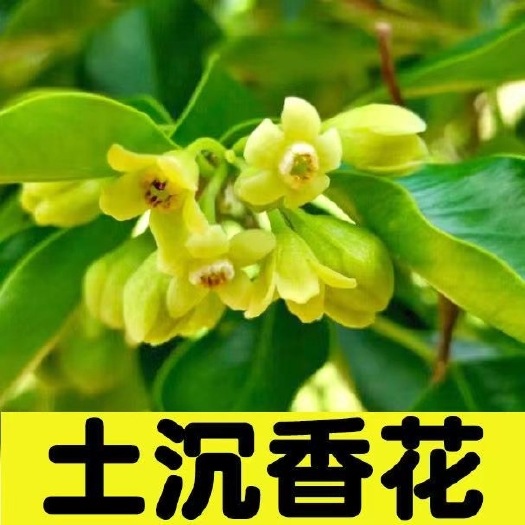奇楠沉香花茶