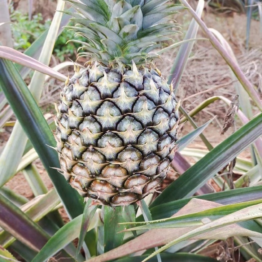 思茅版纳大凤梨