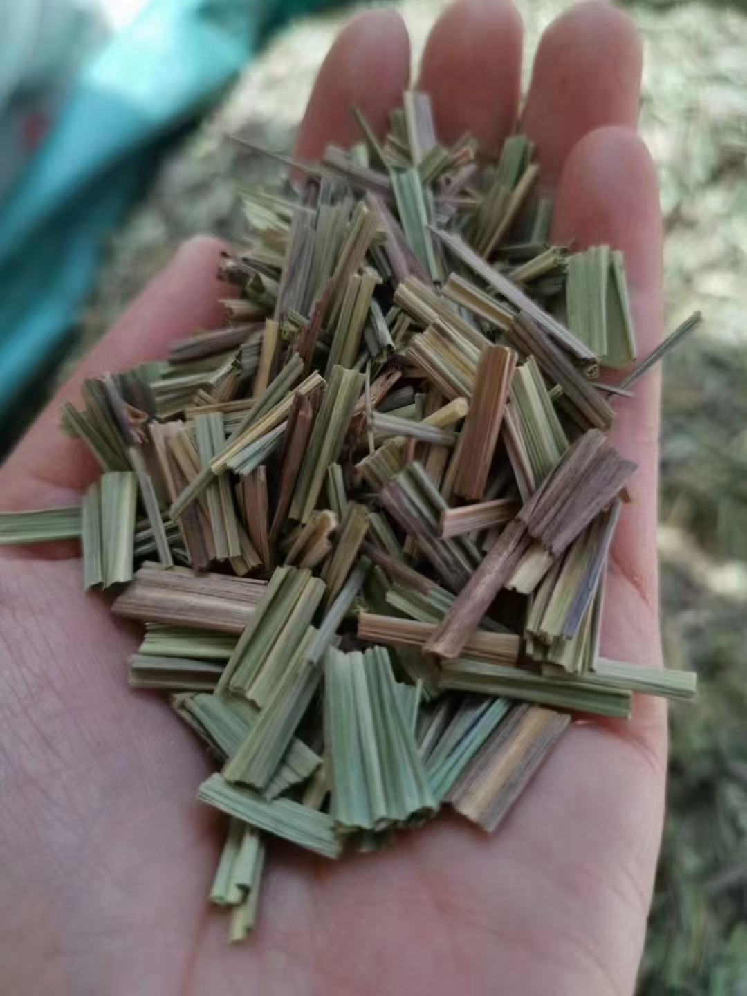 【精品香茅草】香茅柠檬草产地新货颜色漂亮各种香料一手货源