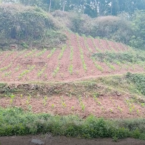 高山村厂房建设用地，500亩，在高速下道口，距离高速1公里