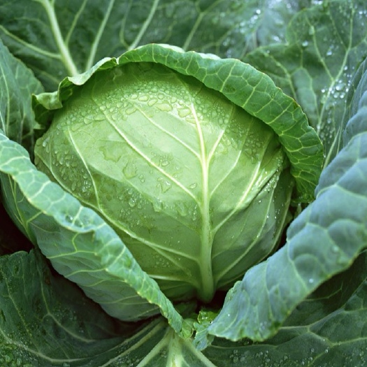 大田县圆白菜批量销售