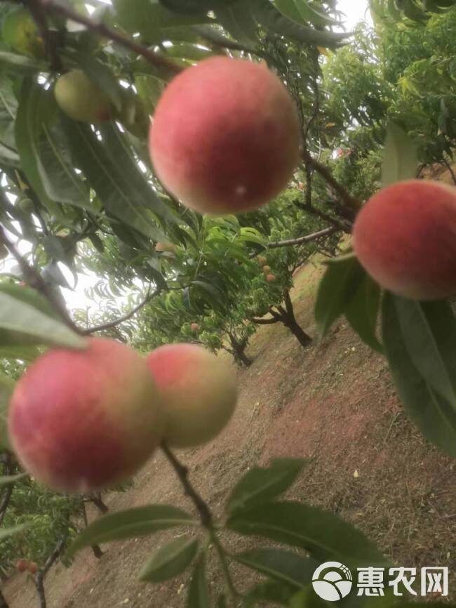 毛桃 春雪毛桃红不软 突围桃大量供应，产地直销