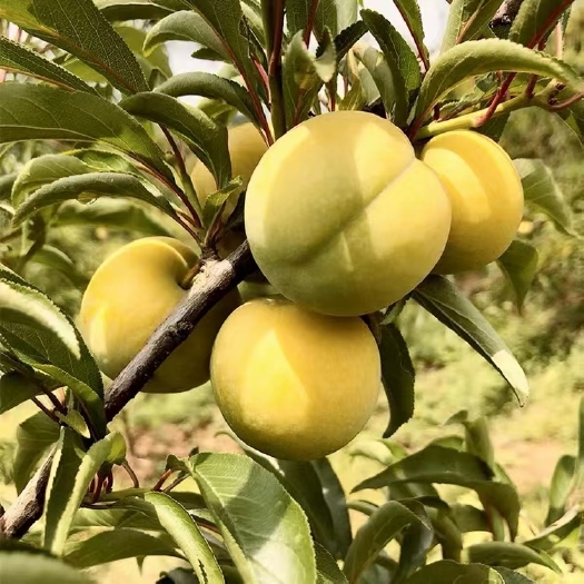 镇宁县贵州六马蜂糖李