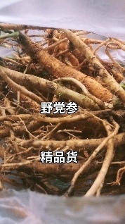 融水县党参