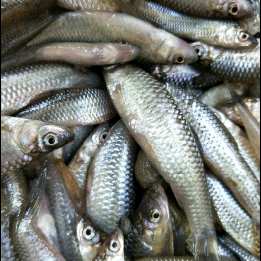 鄂州麦穗鱼，精品麦穗鱼，当天鲜货，去肚冷冻，2斤一包。