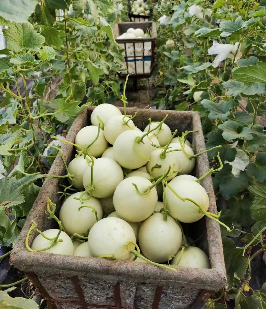 通货玉菇大量供应 代收代发一条龙