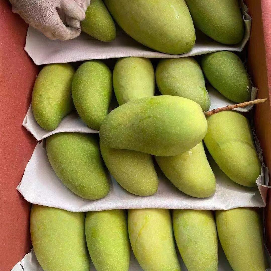 广西热带水果金煌芒/抖音/快手/各大电商平台一件代发