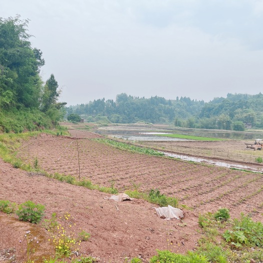 重庆市高山村菜地 300亩，边上有小河，地势平坦，有排水，可机械