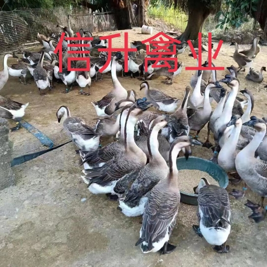 南宁马岗鹅苗     郎德鹅苗  三花鹅